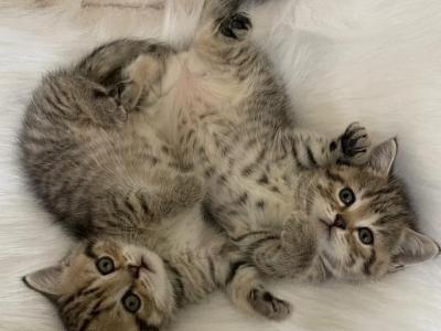 Beautiful Scottish Straight - Scottish Fold - Gallery Photo #1