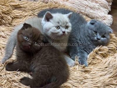 Colorful Babies Blue Lilac And Chocolate Plushies - Scottish Fold - Gallery Photo #1