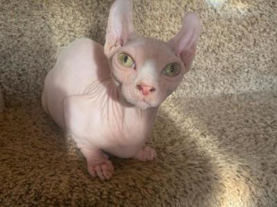 Dwelf Sphynx  Boy And Girl - Sphynx - Gallery Photo #1