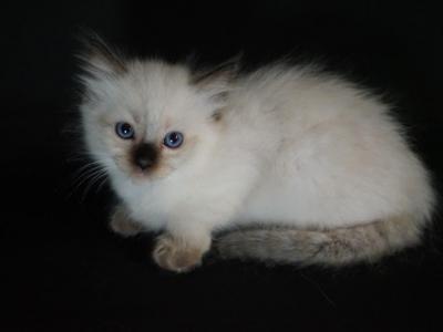 Seal Point Female - Ragdoll - Gallery Photo #1