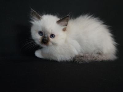 Seal Mitted Male - Ragdoll - Gallery Photo #1