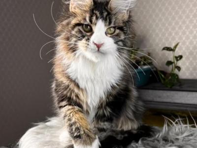 Pablo Picasso - Maine Coon - Gallery Photo #1