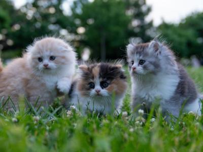 Fluffy - Scottish Fold - Gallery Photo #1