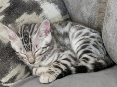 Piper - Bengal - Gallery Photo #1