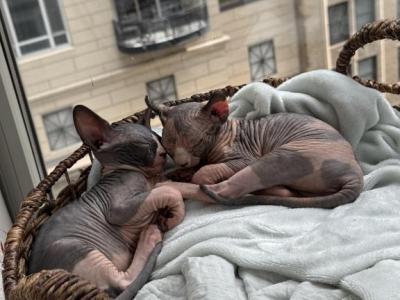 Matilda's Girls Purebred Tica - Sphynx - Gallery Photo #1