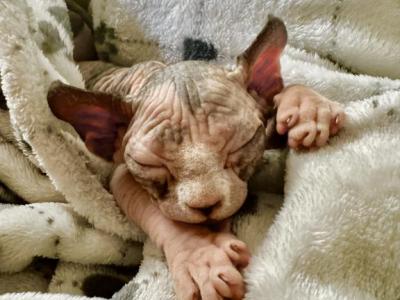 Miley Tortie Purebred Sphynx Ready 4 New Home - Sphynx - Gallery Photo #1