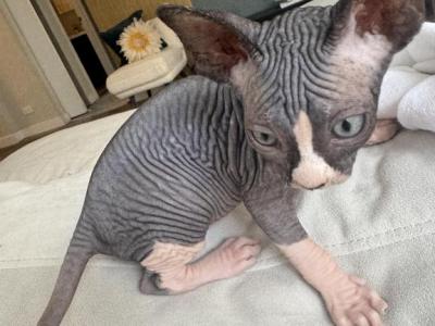 Izzy BiColor Purebred Sphynx Ready 4 New Home - Sphynx - Gallery Photo #1