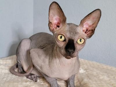 Roosevelt - Sphynx - Gallery Photo #1