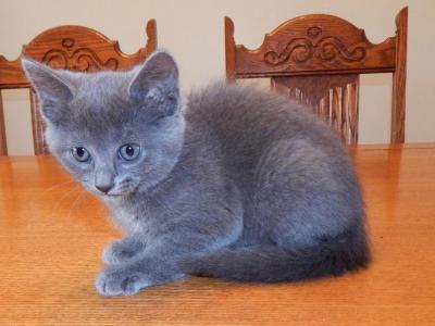 Fanny - Russian Blue - Gallery Photo #1