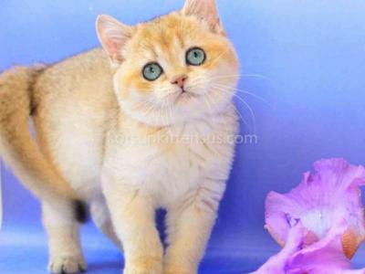 Elina Ny 11 Golden Shaded British Chinchilla Girl - British Shorthair - Gallery Photo #1