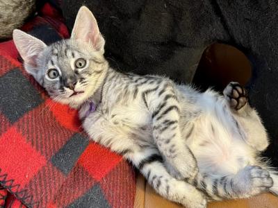 F4 Silver Savannah Kittens - Savannah - Gallery Photo #1