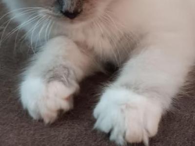 Tica Ragdoll Litter - Ragdoll - Gallery Photo #1