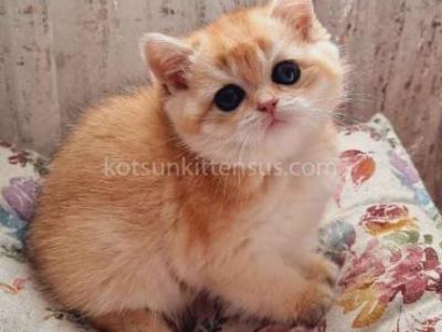 Alpha British Golden Shaded Ny 11 Chinchilla - British Shorthair - Gallery Photo #1