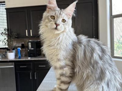 Caesar - Maine Coon - Gallery Photo #1