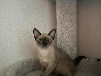 Emilia - European Burmese - Gallery Photo #1