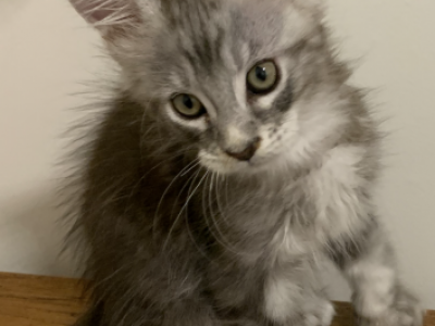 No Name - Maine Coon - Gallery Photo #1
