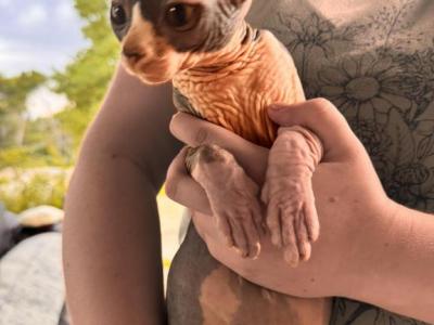 Luna - Sphynx - Gallery Photo #1