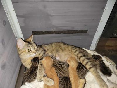 Mixed Bengal Kittens Orange Or Gray In Color - Bengal - Gallery Photo #1