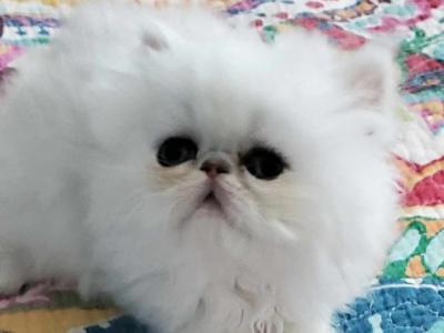 Female Chinchilla Silver Persian Fancy Feast Cat - Persian - Gallery Photo #1