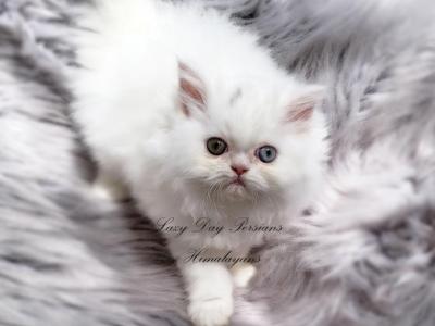 White Odd Eye Male Persian CFA Registered - Persian - Gallery Photo #1