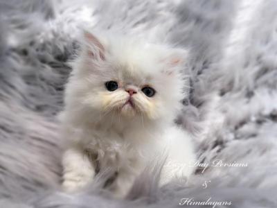 White Copper Eyed Female Persian CFA Registered - Persian - Gallery Photo #1