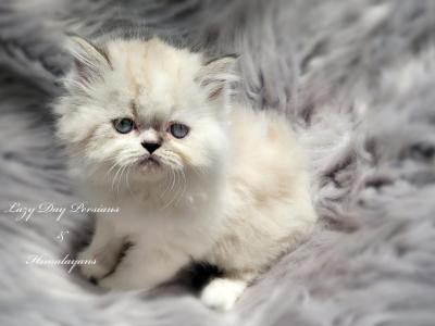 Seal Bi Color Male Himalayan CFA Reg - Himalayan - Gallery Photo #1