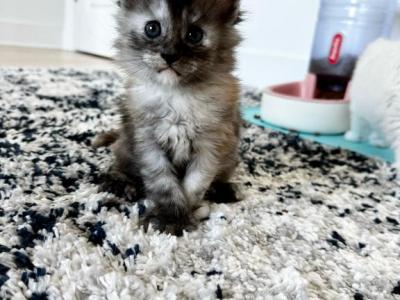 May Litter - Maine Coon - Gallery Photo #1