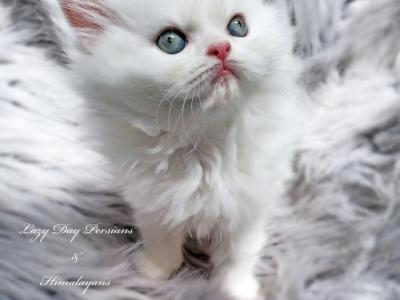 Blue Eyed Solid White Persian CFA Reg - Persian - Gallery Photo #1