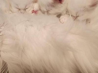 Lillys Kittens - Persian - Gallery Photo #1