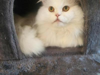 Billy - Persian - Gallery Photo #1