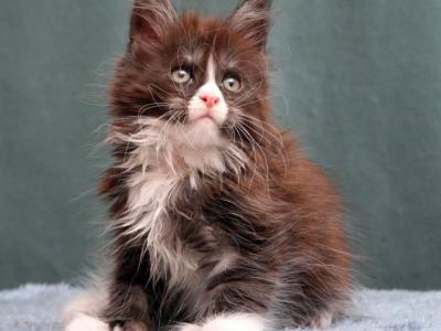 Xmaxy Polydactyl - Maine Coon - Gallery Photo #1