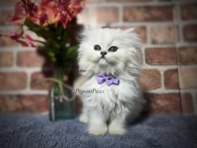 Pageant Paws - Persian - Gallery Photo #1