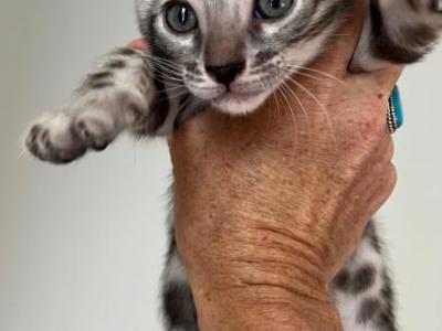 Silver Female - Bengal - Gallery Photo #1