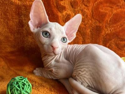 Lytik - Sphynx - Gallery Photo #1