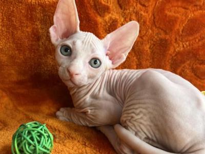 Lytik - Sphynx - Gallery Photo #1