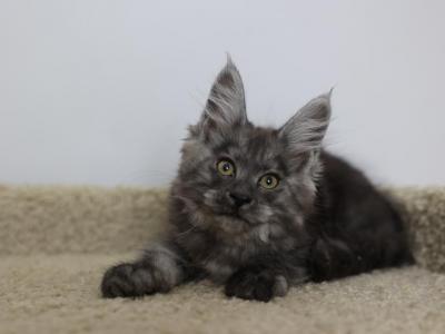 Victoria - Maine Coon - Gallery Photo #1