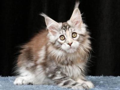 Olimpia - Maine Coon - Gallery Photo #1