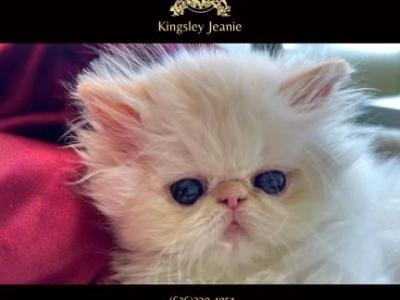 Kingsley Electra - Persian - Gallery Photo #1