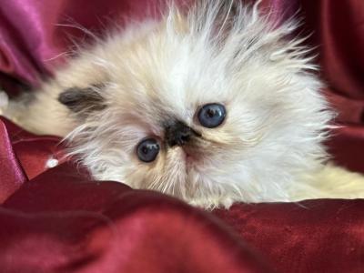 Kingsley Heidi - Persian - Gallery Photo #1