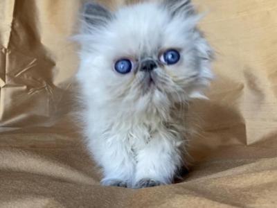 Kingsley Annabelle - Persian - Gallery Photo #1