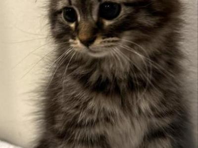 Bentley - Siberian - Gallery Photo #1