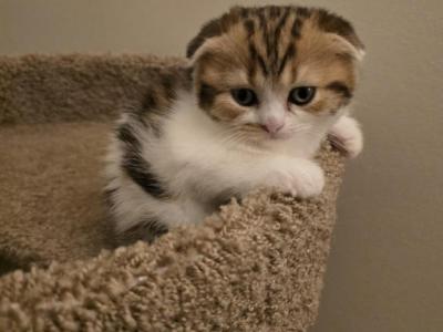 Lion - Scottish Fold - Gallery Photo #1