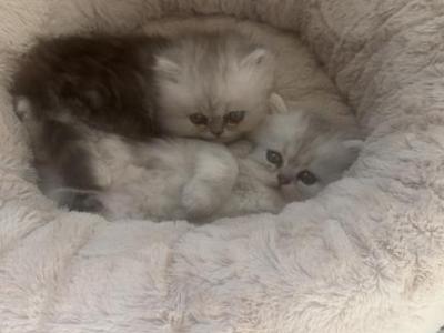 Persians - Persian - Gallery Photo #1