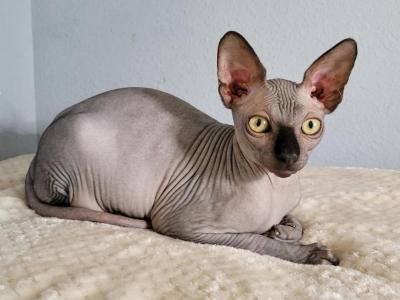 Roosevelt - Sphynx - Gallery Photo #1