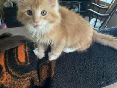 Red And White Poly Male - Maine Coon - Gallery Photo #1