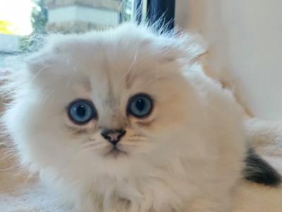 A Name Starting With The Letter K - Scottish Fold - Gallery Photo #1