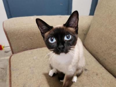 Kiki - Siamese - Gallery Photo #1