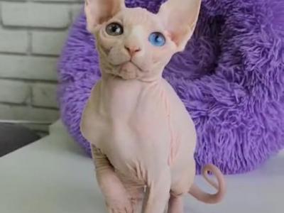 Odd Eyed Princess - Sphynx - Gallery Photo #1