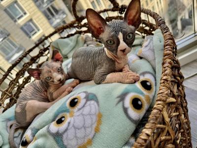 Purebred Tica Registered M's Litter - Sphynx - Gallery Photo #1