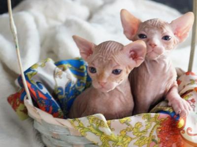 Purebred Tica Registered Allys Litter - Sphynx - Gallery Photo #1